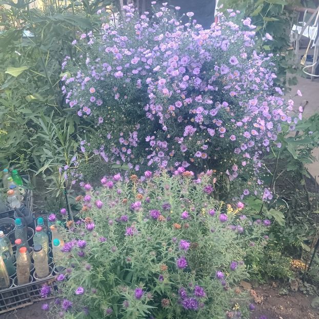  - Gradina flori 2025