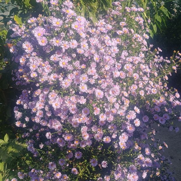  - Gradina flori 2025