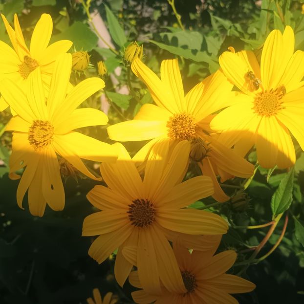  - Gradina flori 2025