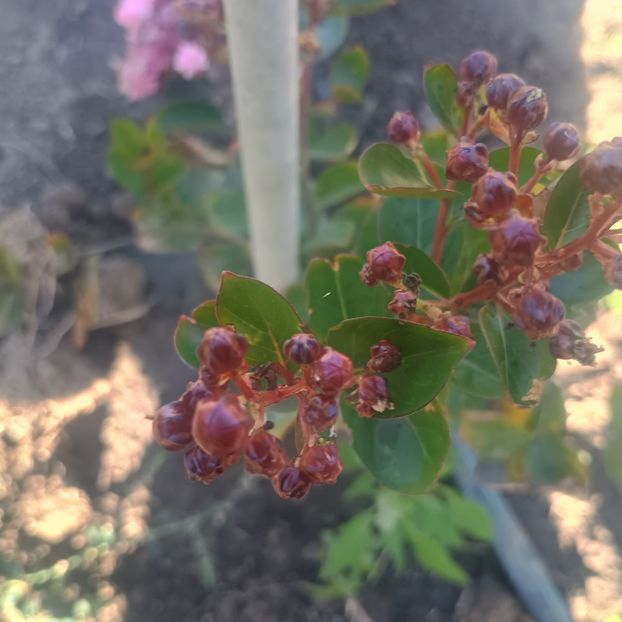  - arbori ornamentali 2025