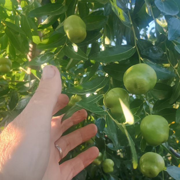 - arbori fructiferi 2025