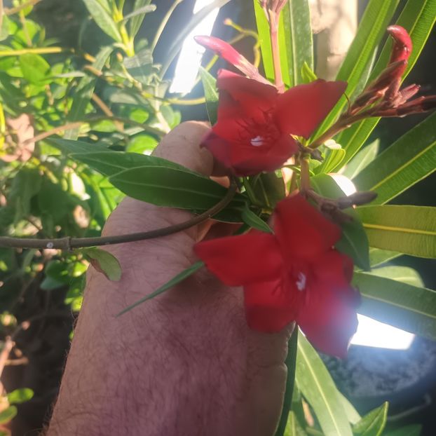 grena - Flori apartament