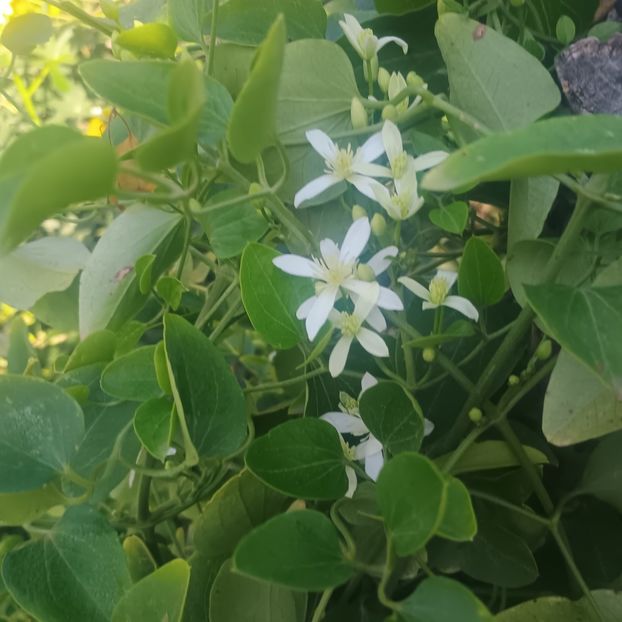  - Gradina flori 2025