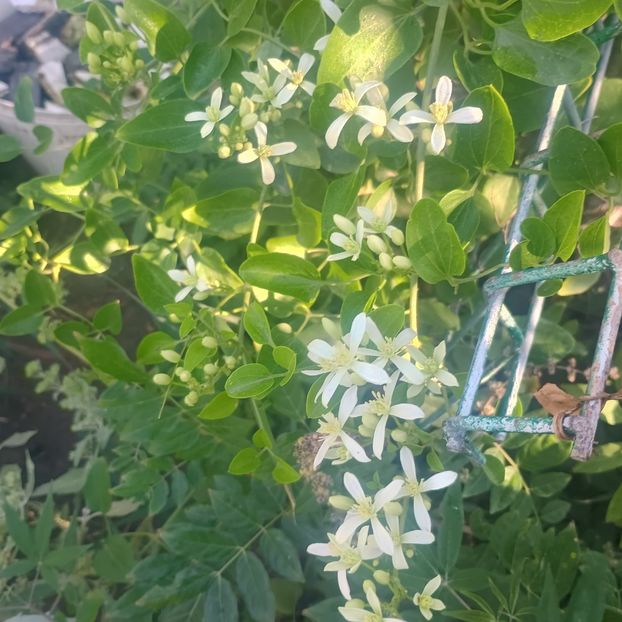  - Gradina flori 2025