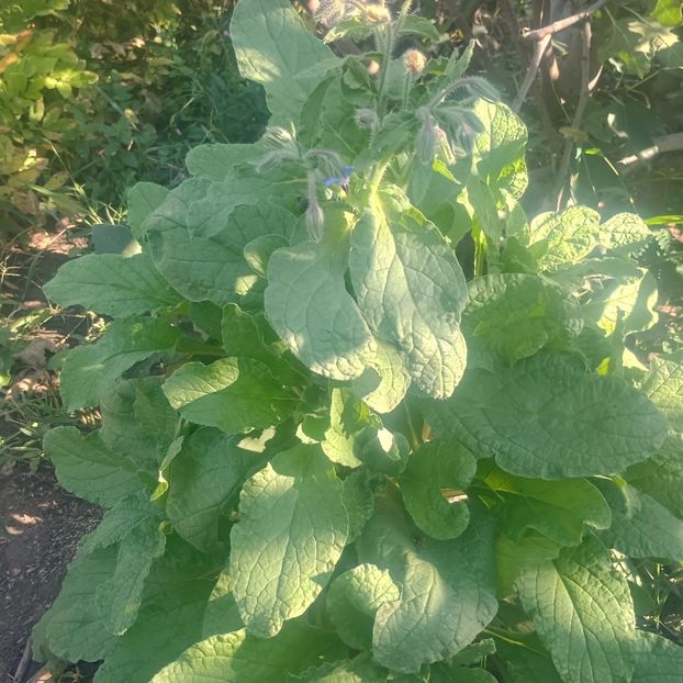borago - Gradina flori 2025