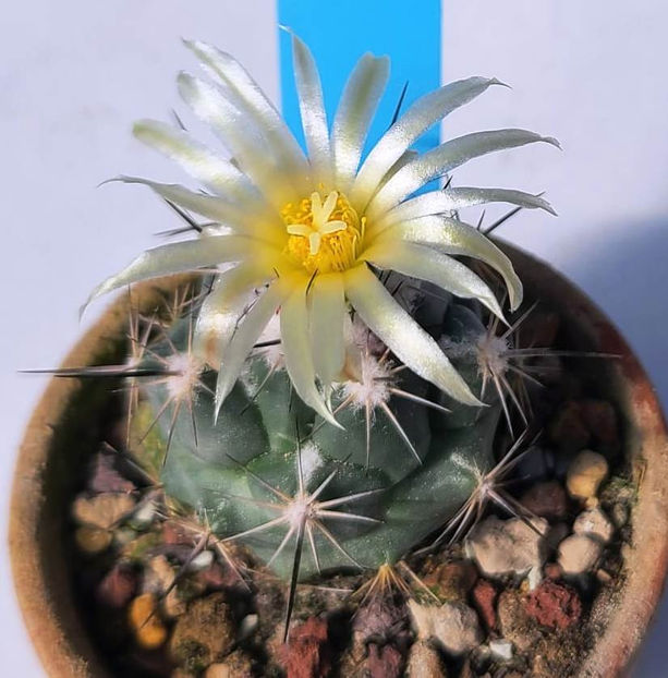 CORYPHANTHA duragensis - CORYPHANTHA duragensis