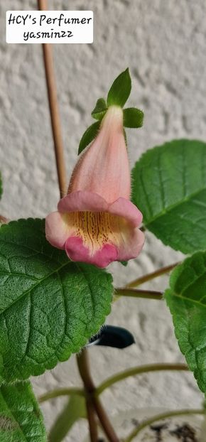 . 09.2025 - Sinningia HCYs Perfumer
