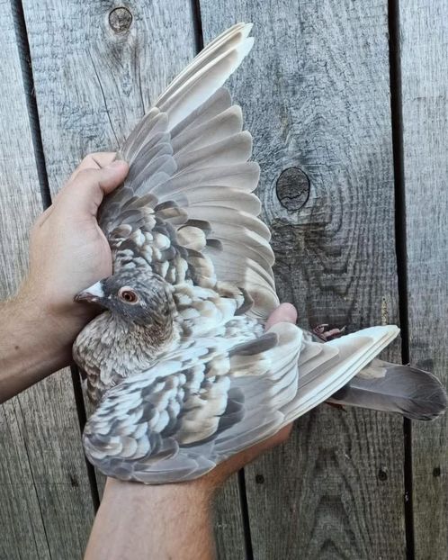  - Nu îmi aparțin 10