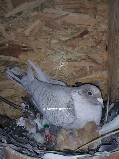  - Nu îmi aparțin 10