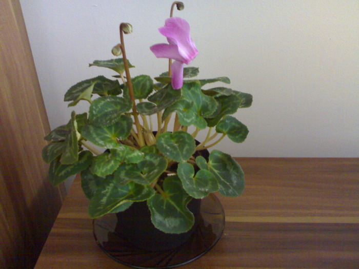 Cyclamen - Plantute dragute