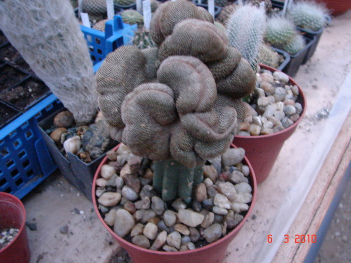 Aylostera heliosa f. cristata