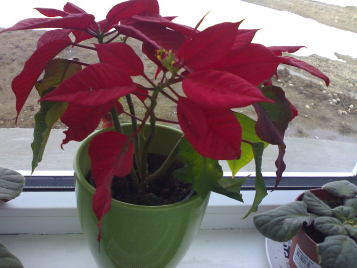 Poinsettia; 2010
