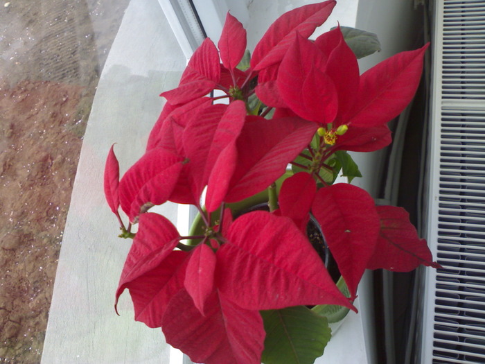 Poinsettia; 2010
