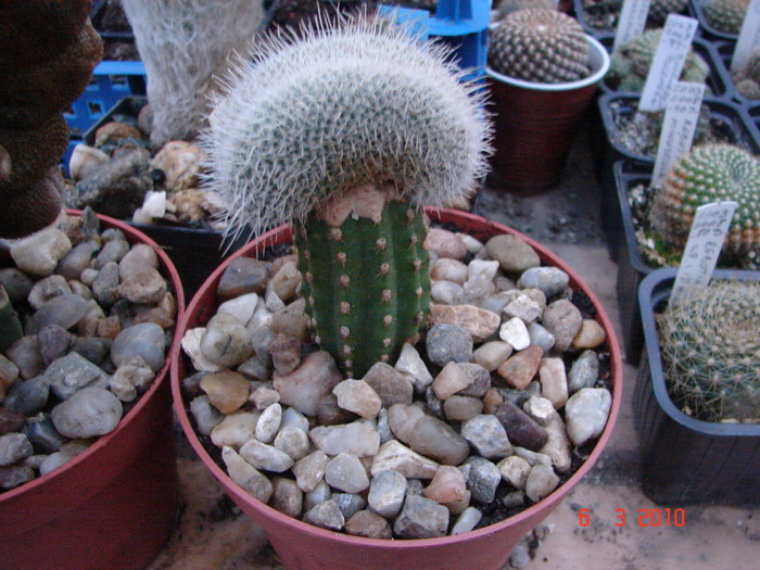 Mamillaria geminispina f. cristata - Cristate si monstruoase