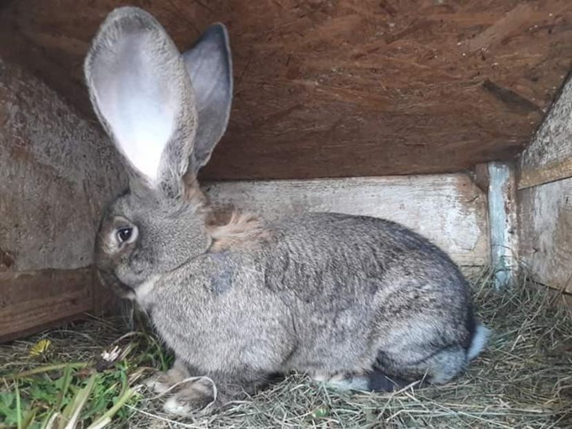  - Iepuri urias gri 2025