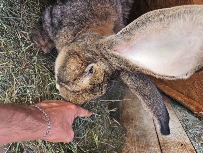  - Iepuri urias gri 2025