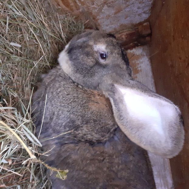 Boss - Iepuri urias gri 2025