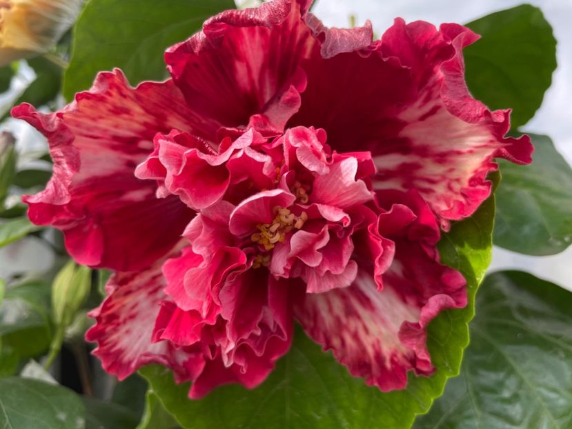  - 0006 - Hibiscusi 2025 - 3