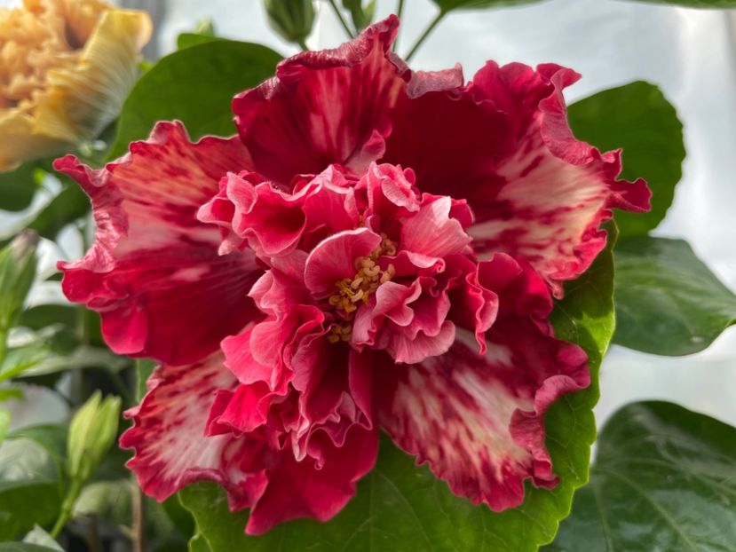  - 0006 - Hibiscusi 2025 - 3