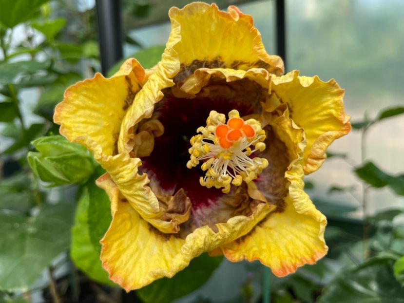  - 0006 - Hibiscusi 2025 - 3