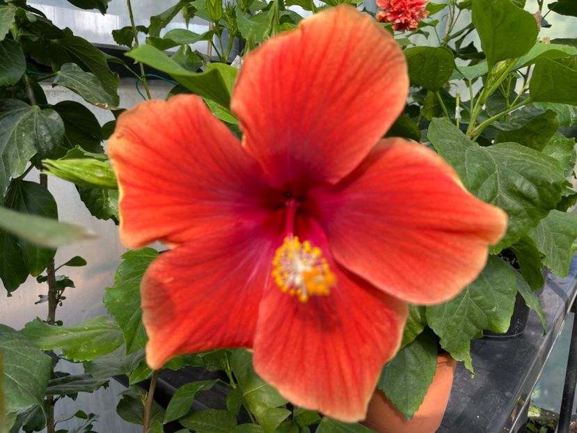  - 0006 - Hibiscusi 2025 - 3