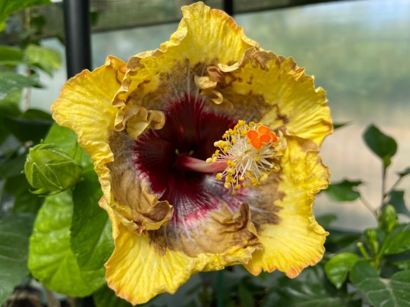  - 0006 - Hibiscusi 2025 - 3