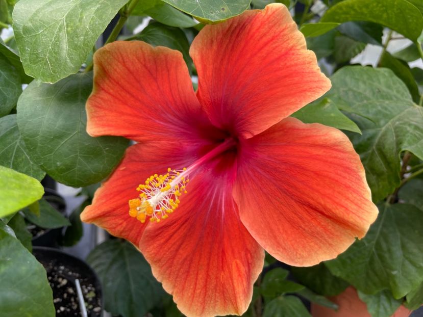  - 0006 - Hibiscusi 2025 - 3