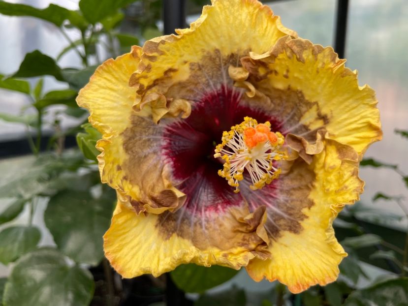  - 0006 - Hibiscusi 2025 - 3