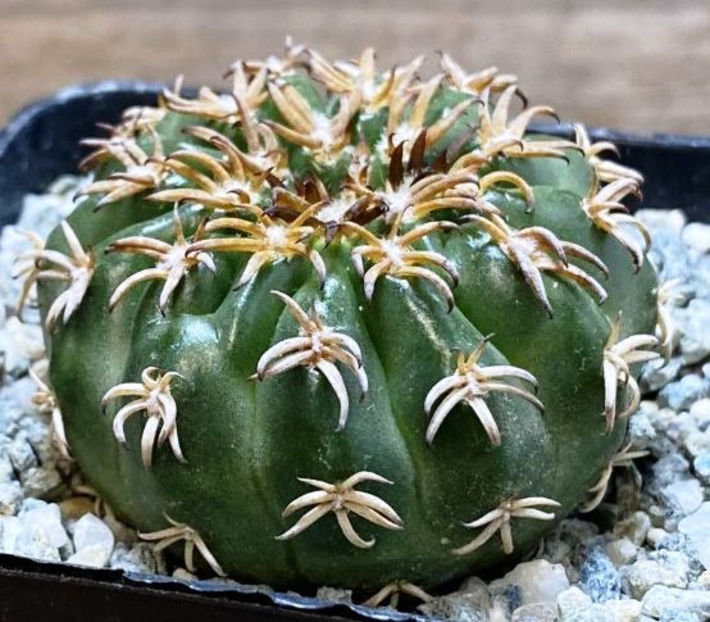 Discocactus hybrid -Japan- - Discocactus hybrid -Japan-