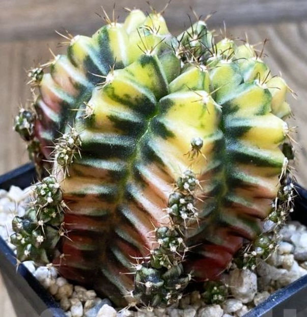 Gymnocalycium mihanovichii ‘Root Beer’ - Gymnocalycium mihanovichii -Root Beer-