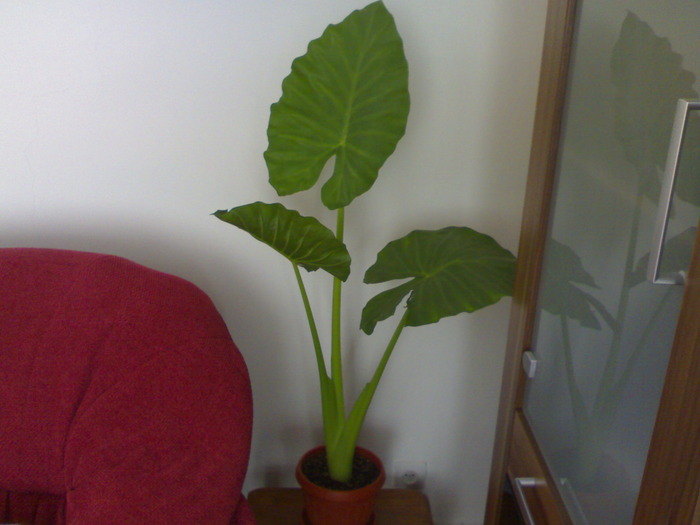 Colocasia - Plantute dragute