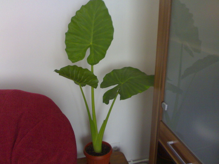 Colocasia - Plantute dragute