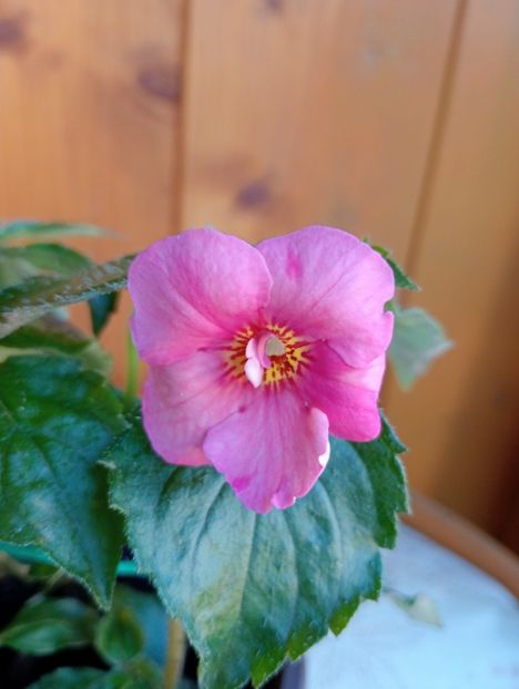 Christmas Lollypop - - - - 2025