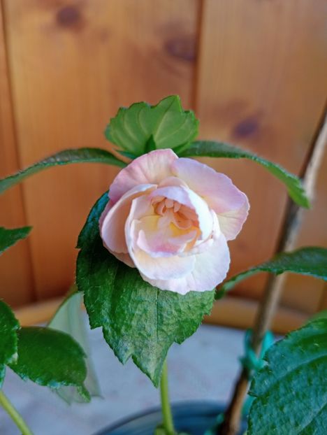 BriDs Leonora - - - - 2025