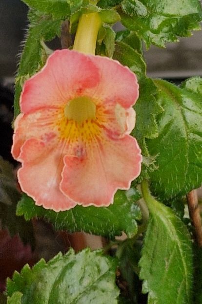 Icy Melon - Achimenes 2025