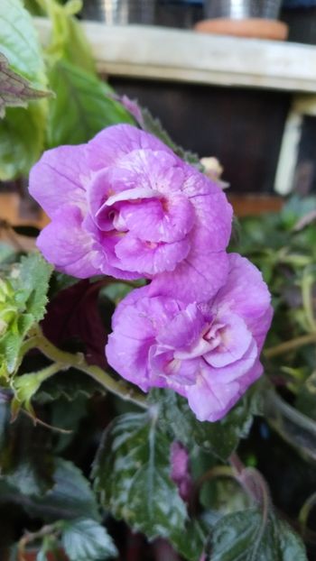  - 2025-RF s GABRIELA GLIGOR