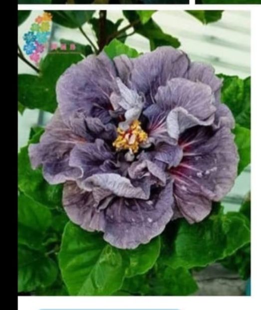 parinti - MMT Dobrogeanca