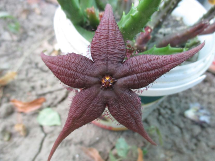 Stapelia schinzii - Steaua serifului