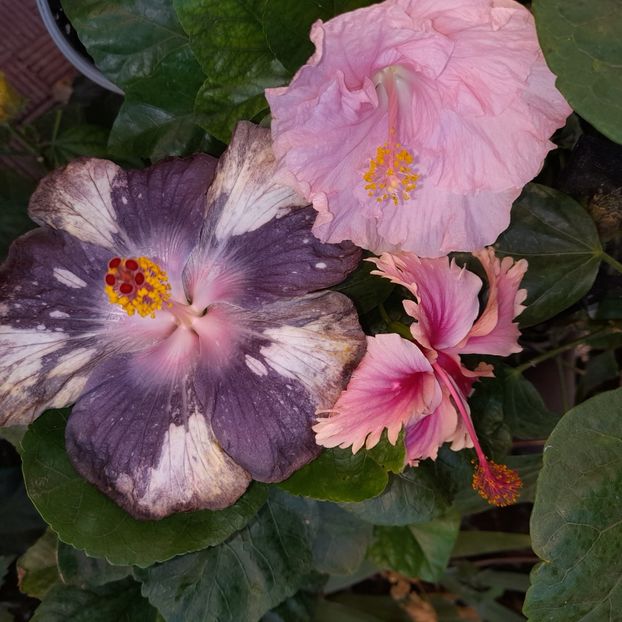  - DPs Blue Moon Pearl