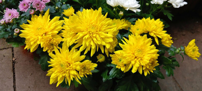  - Crizanteme