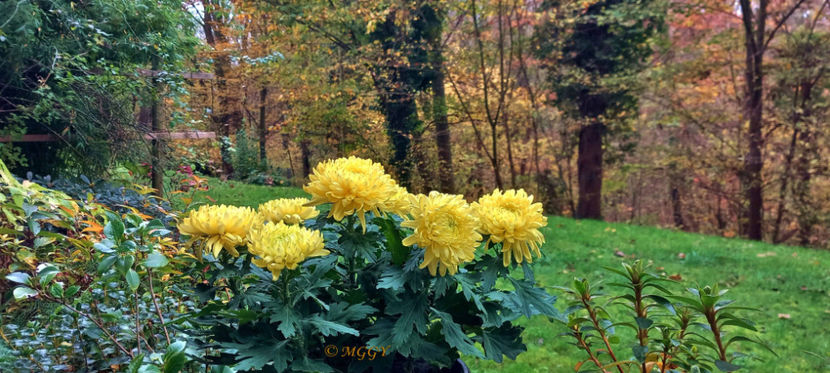 20241106_140331 © - Crizanteme