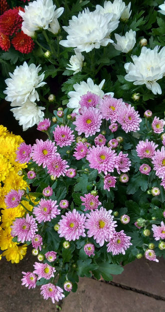 - Crizanteme
