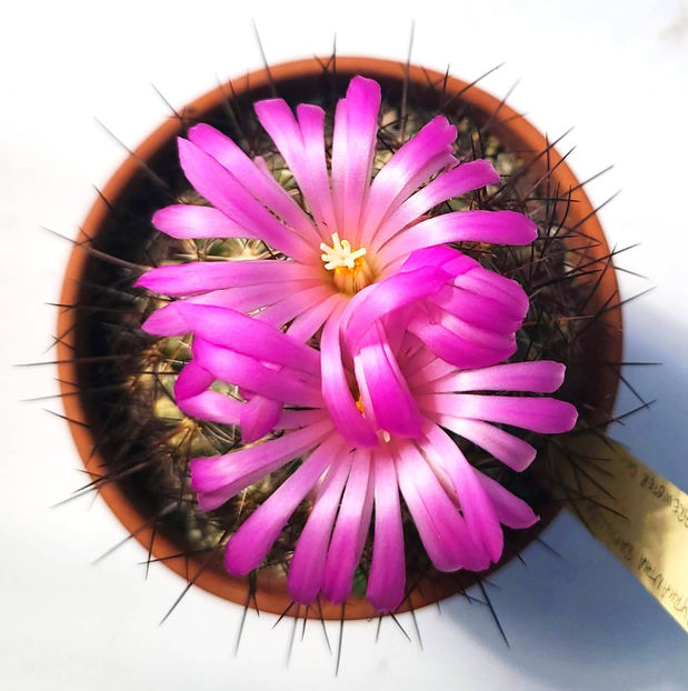 Coryphantha ramillosa - Coryphantha ramillosa