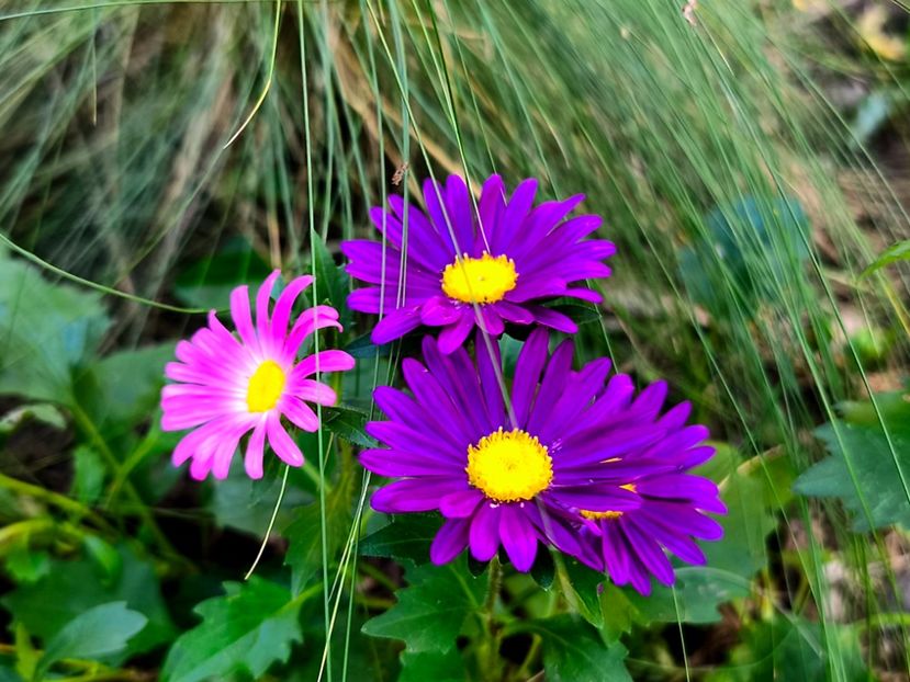  - Flori 2025 partea a doua