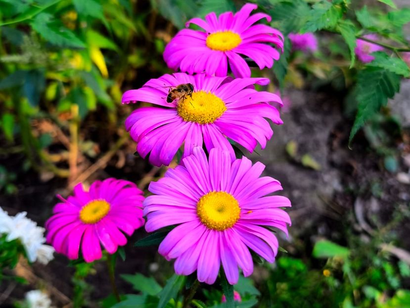  - Flori 2025 partea a doua