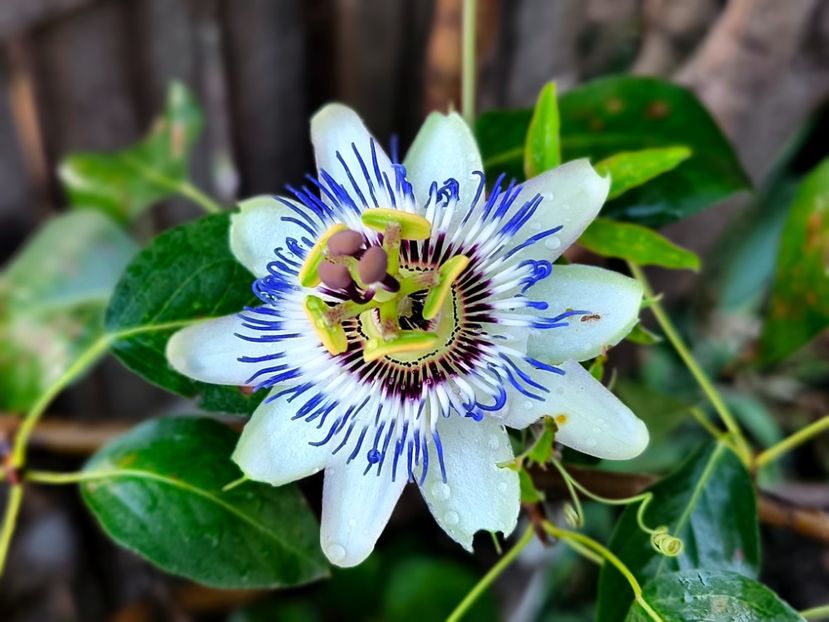  - Flori 2025 partea a doua