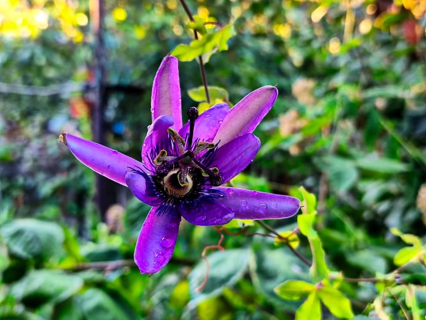  - Flori 2025 partea a doua