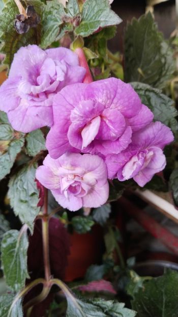  - 2025-RF s GABRIELA GLIGOR