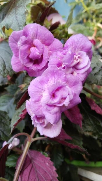  - 2025-RF s GABRIELA GLIGOR