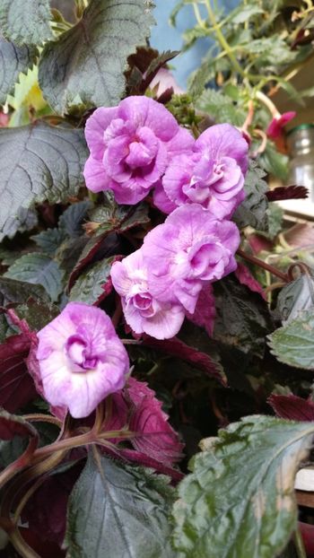  - 2025-RF s GABRIELA GLIGOR